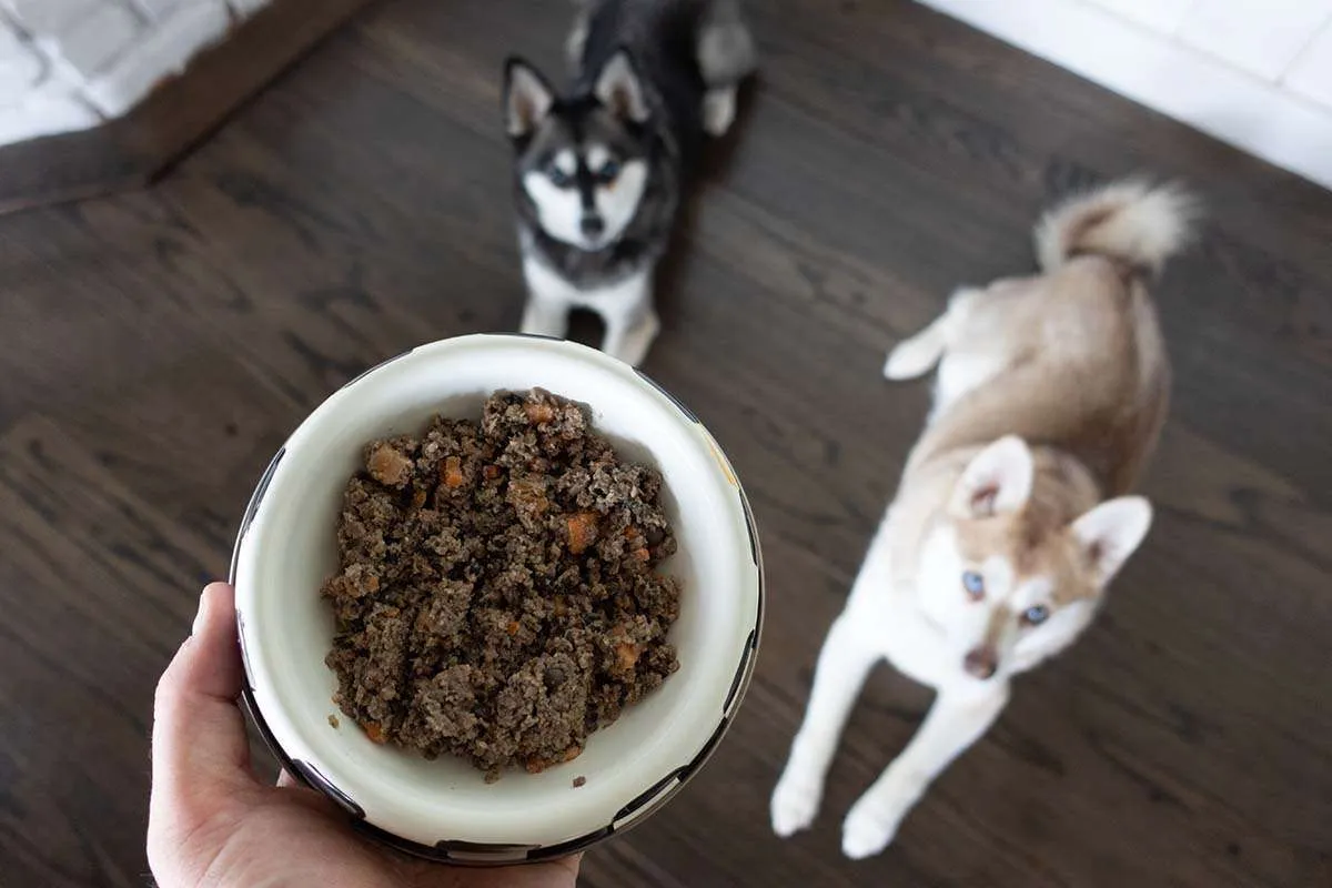 Copper and Skye eagerly awaiting their meal of The Farmer's Dog food