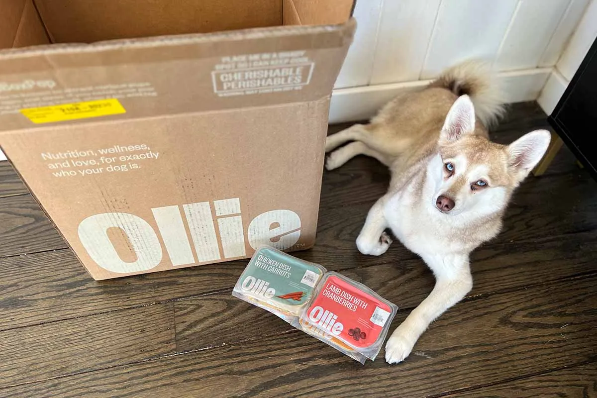 Copper and Skye enjoying Ollie meals