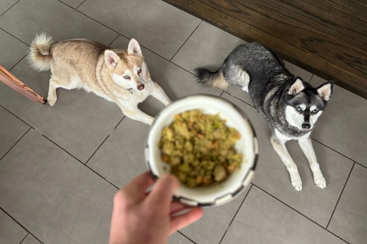 Copper and Skye waiting excitedly for their Nom Nom Turkey & Chicken Cookout meal