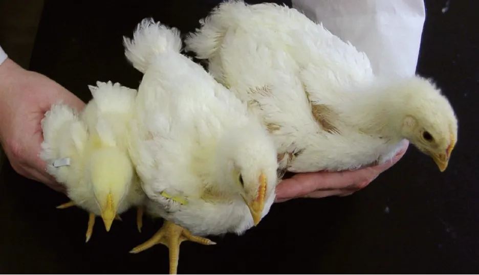 Cornish Cross siblings comparison on different diets