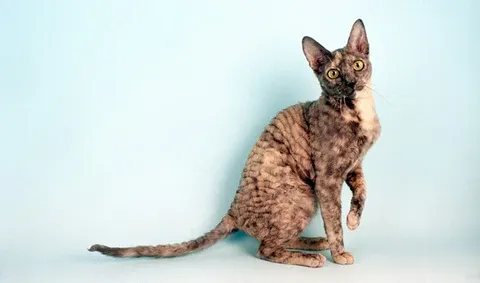 Cornish Rex cat displaying tight curly coat pattern