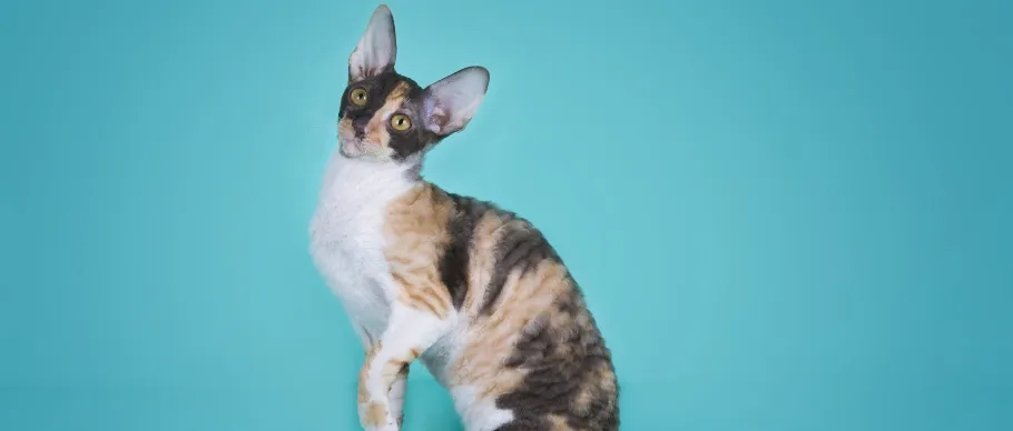 Cornish Rex cat showing its wavy, minimal-shed coat