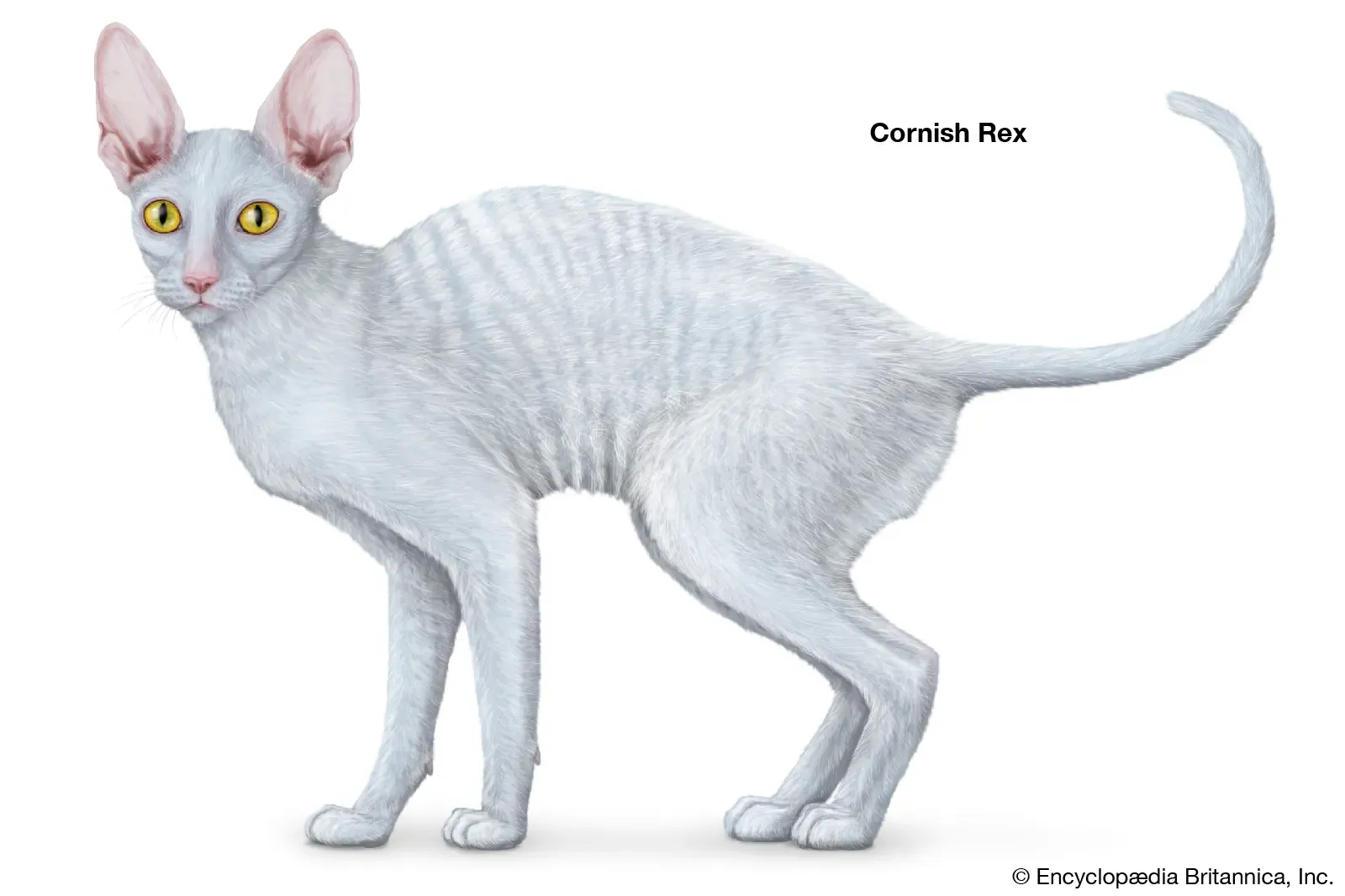 Cornish Rex cat with curly coat similar to Rex rabbit fur
