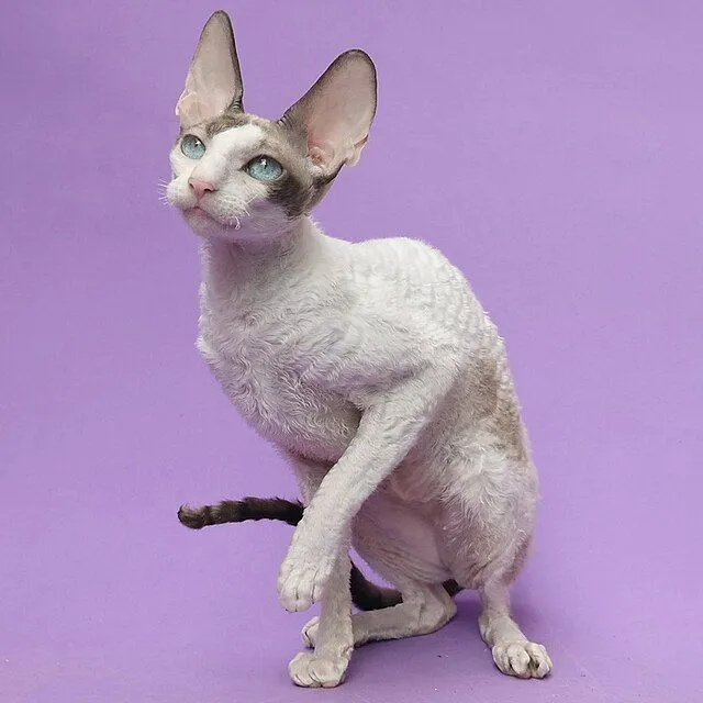 Cornish Rex White