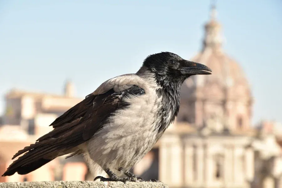 Corvids like crows and ravens in social interaction