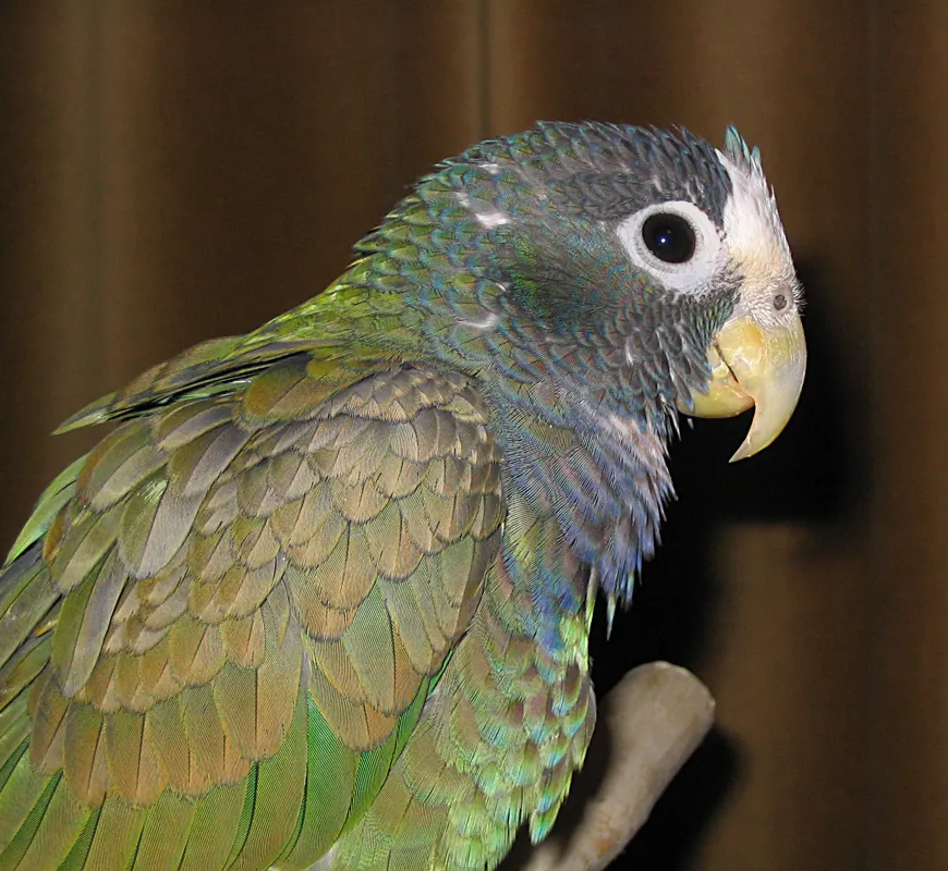 Cosmo the White-capped male Pionus portrait