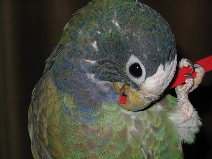 Cosmo the White-capped male Pionus with a vegetable-dyed toy stick