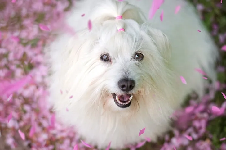 Coton de Tulear outdoors looking up at the viewer surrounded by pink petals