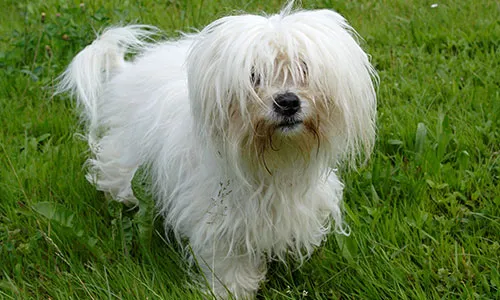 Coton De Tulear with cotton-like white coat