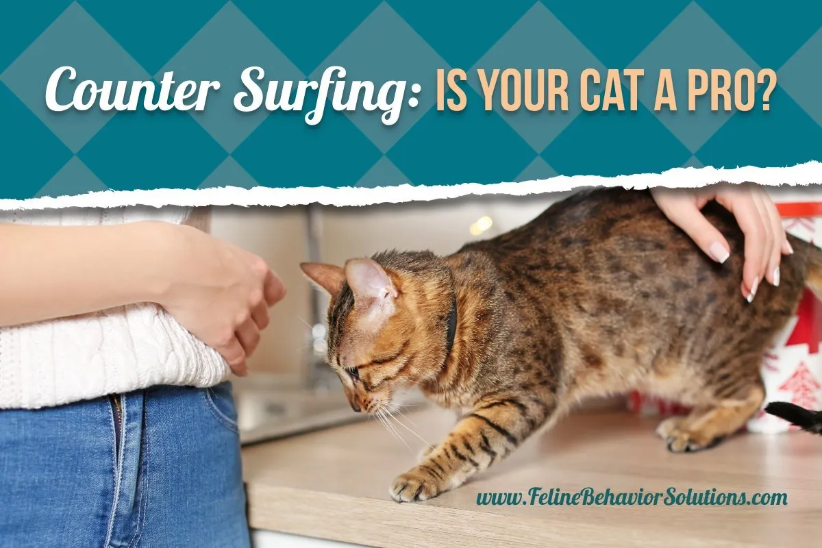 counter-surfing cats