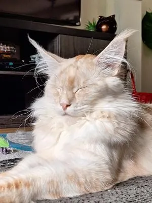 Cream-colored Maine Coon with eyes closed