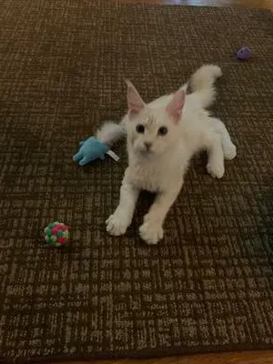 Cream Maine Coon kitten playing with cat toys