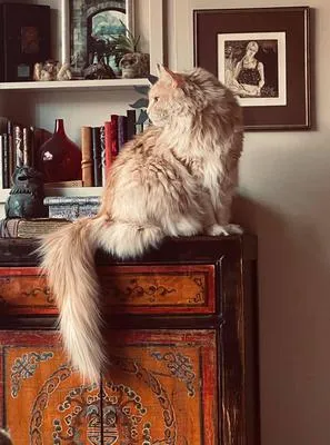 Cream Maine Coon posing on an end table