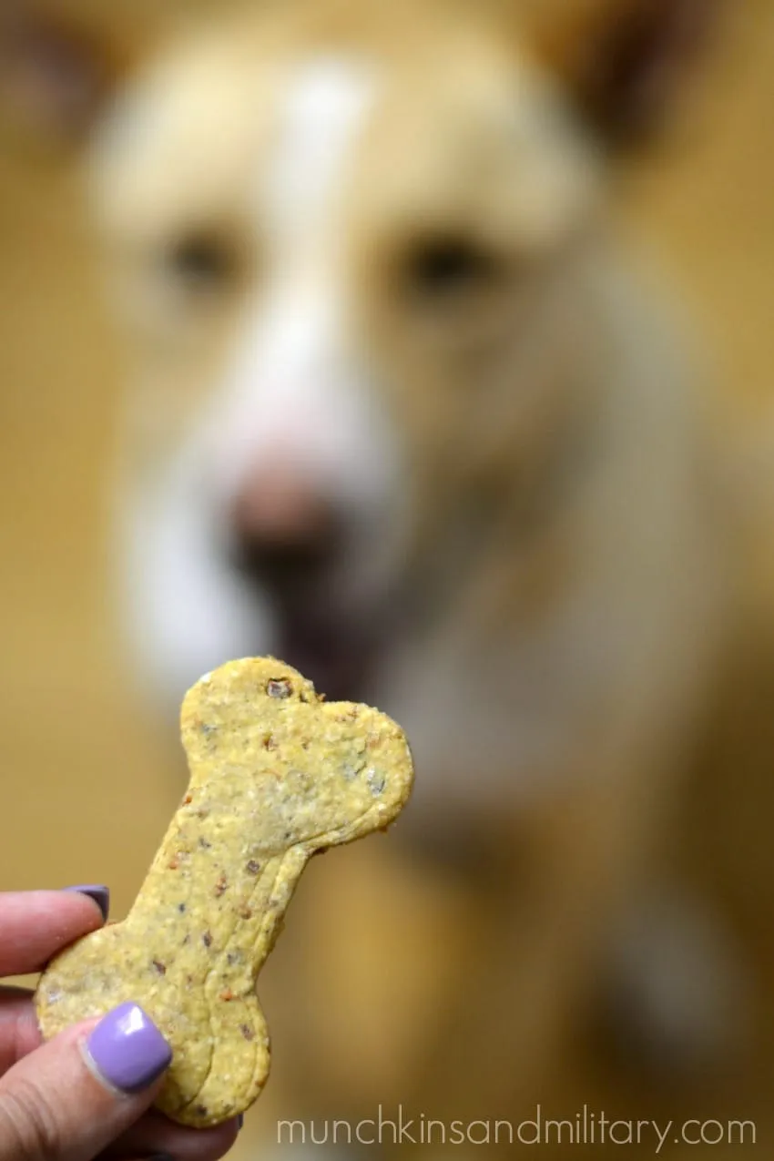 Crispy homemade bacon and cheddar dog treats cooling on a rack