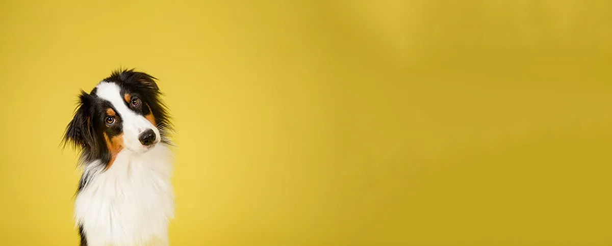 CTA section image promoting services at Dog & Cat Hospital