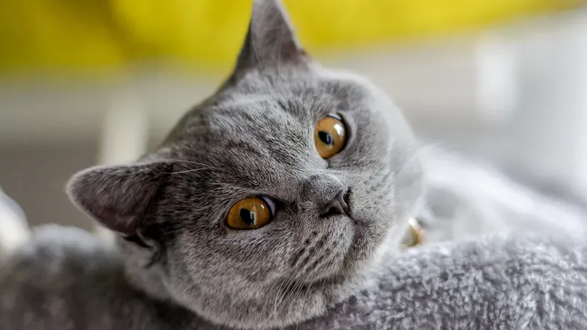 Cuddly British Shorthair with round face, dense coat, and expressive eyes
