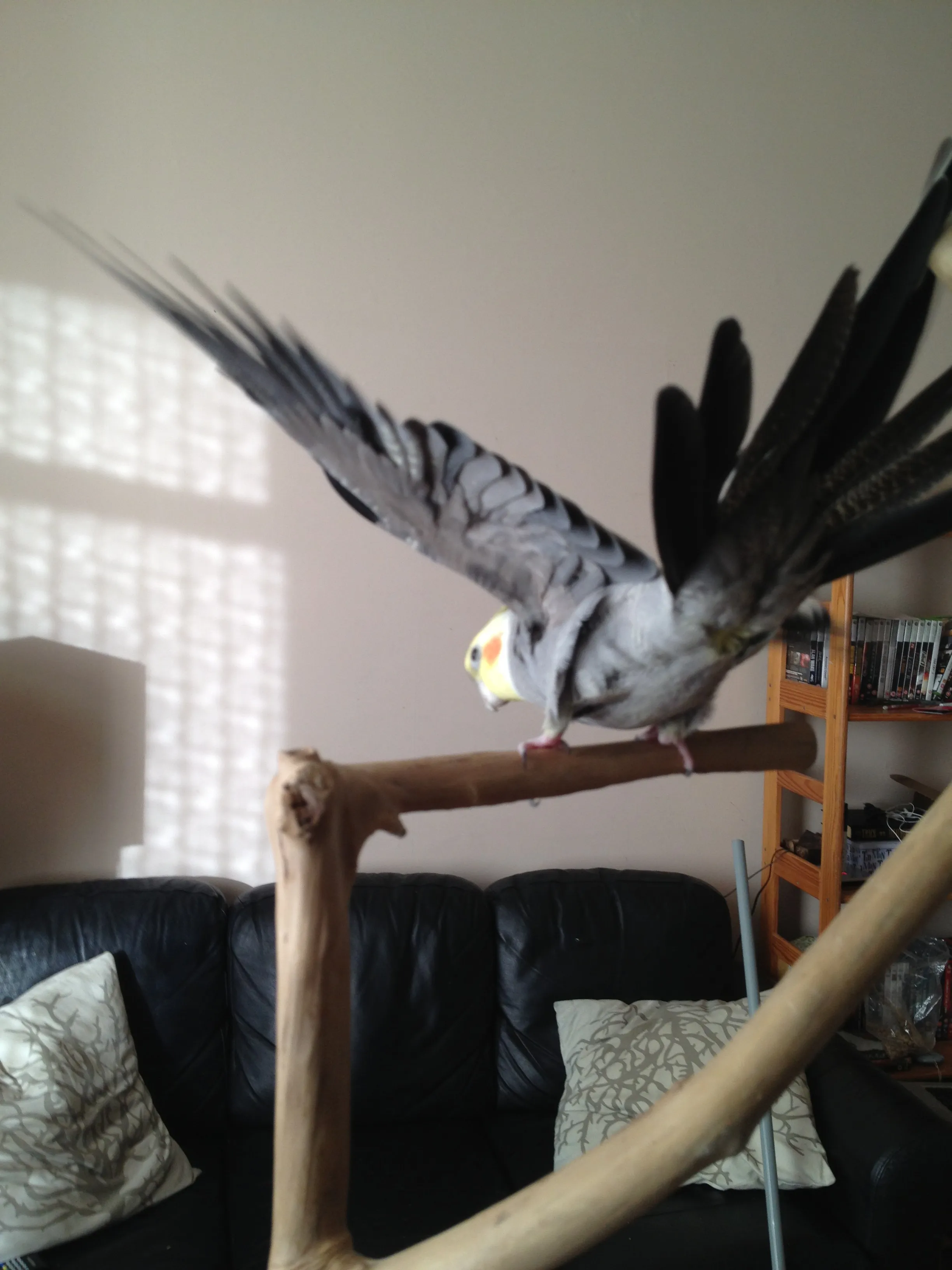 Curious cockatiel observing from its perch, symbolizing the trust-building journey