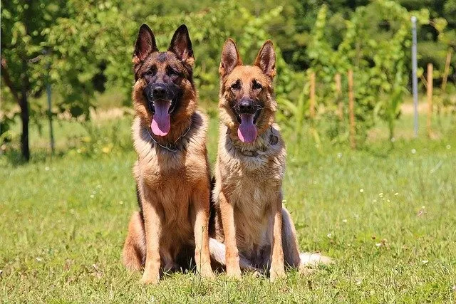 Curious German Shepherd puppy looking directly at the camera.