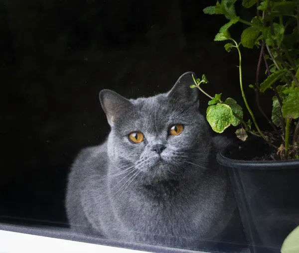 Curious grey cat peering through window, embodying independent playfulness