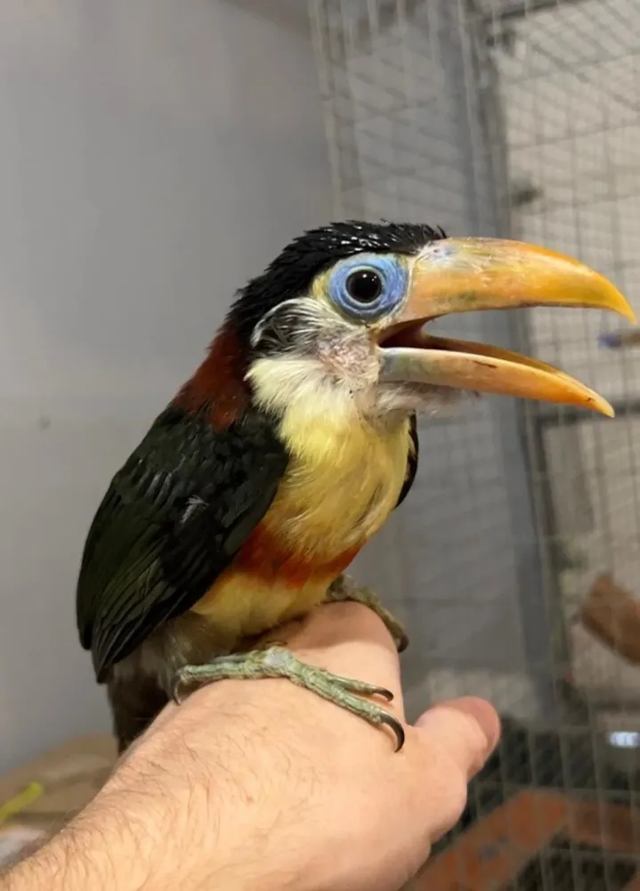 Curl-crested aracari displaying unique curled feathers on head