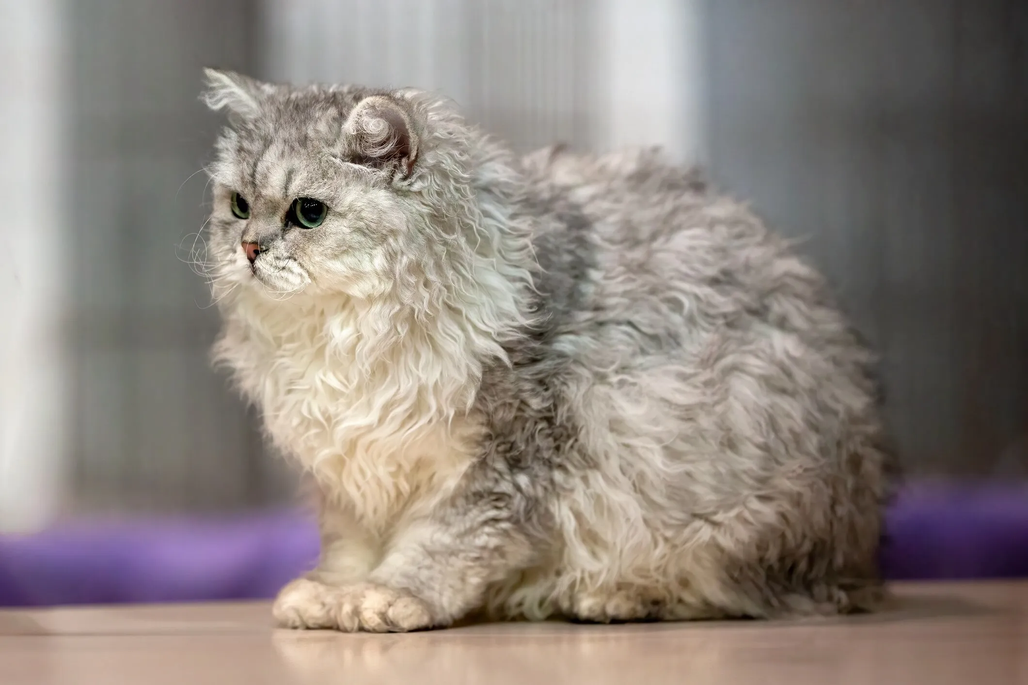 Curly-coated Selkirk Rex cat loafing on the floor