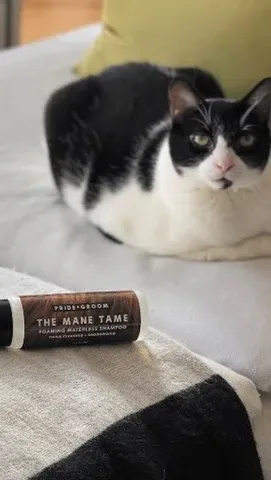Curly haired cat being groomed with waterless shampoo