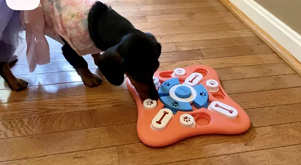 cute black and tan dachshund puppy playing with dog iq puzzle