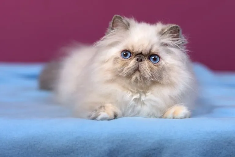 Cute blue-cream colorpoint Persian kitten showing affectionate personality