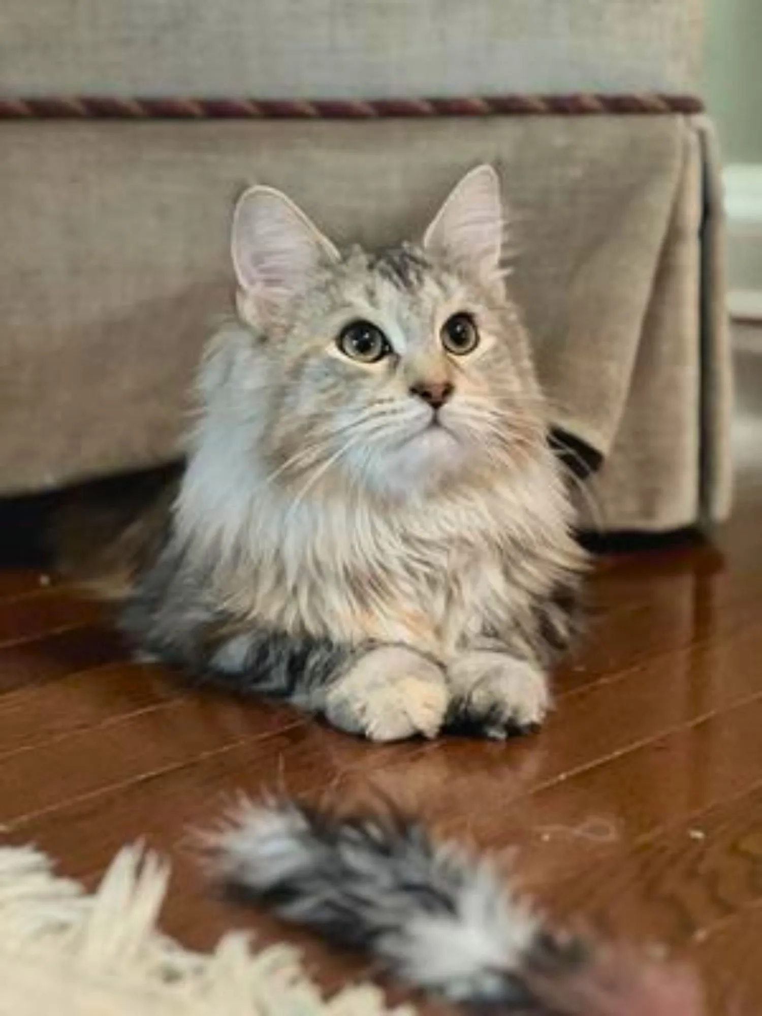 Cute silver Maine Coon Lilly sticking head out from couch