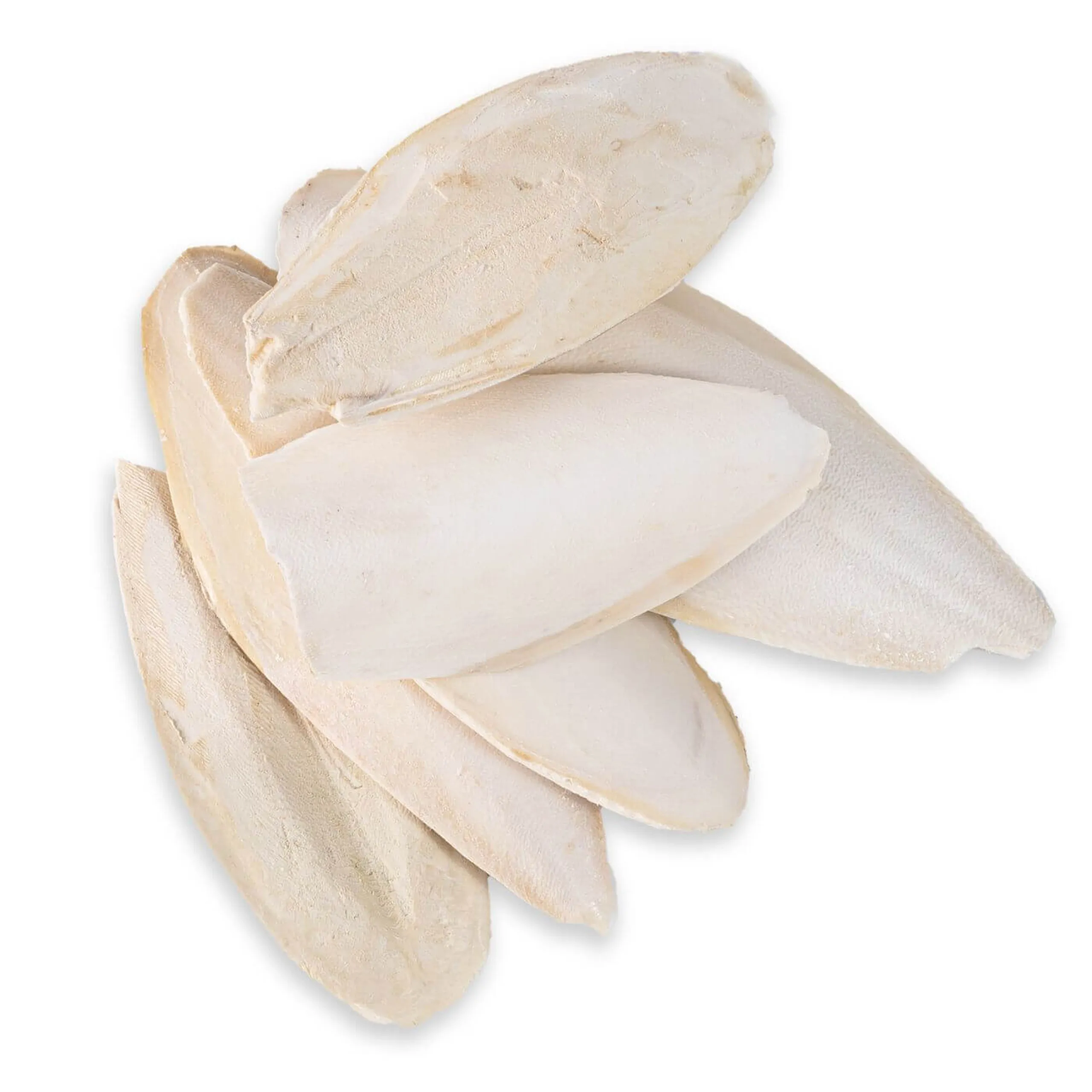Cuttlefish Bone product image