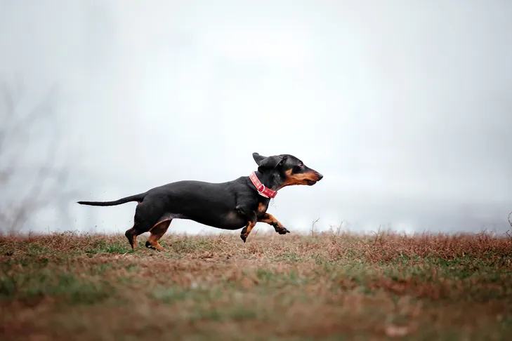 Dachshund running freely through a vibrant green field.