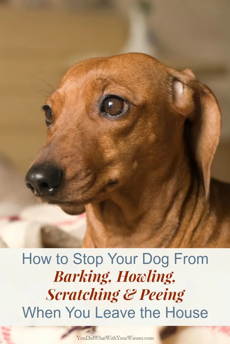 Dachshund showing signs of separation anxiety, looking distressed near a door