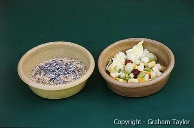 Daily amount of seeds and fruit for a pair of Eclectus Parrots