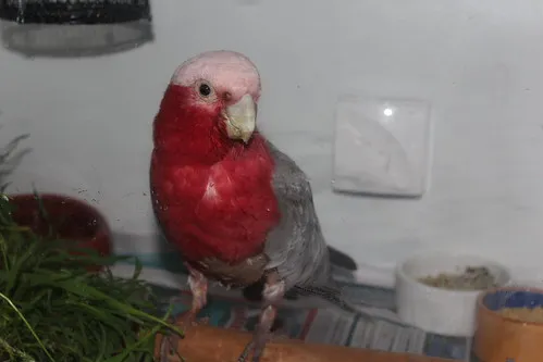Damp grass in a dish for gentle bathing when the bird is too weak—easy to clean up