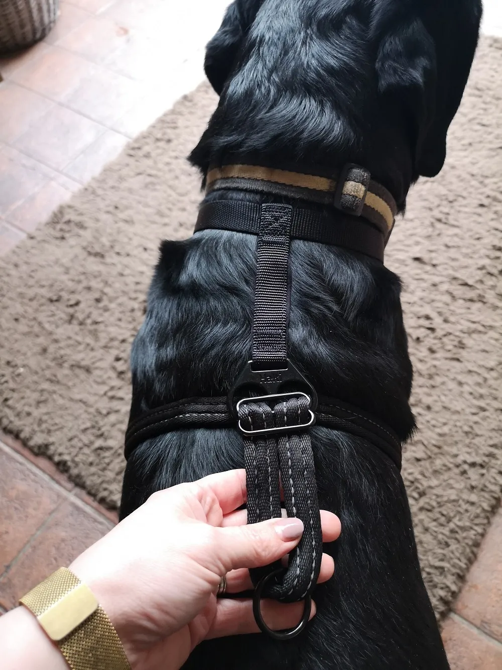 Danny, a Rottweiler cross Dobermann, wearing the HALTI No-Pull Harness.