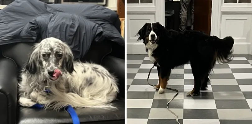 Daphne and Buttercup at Latin help desk