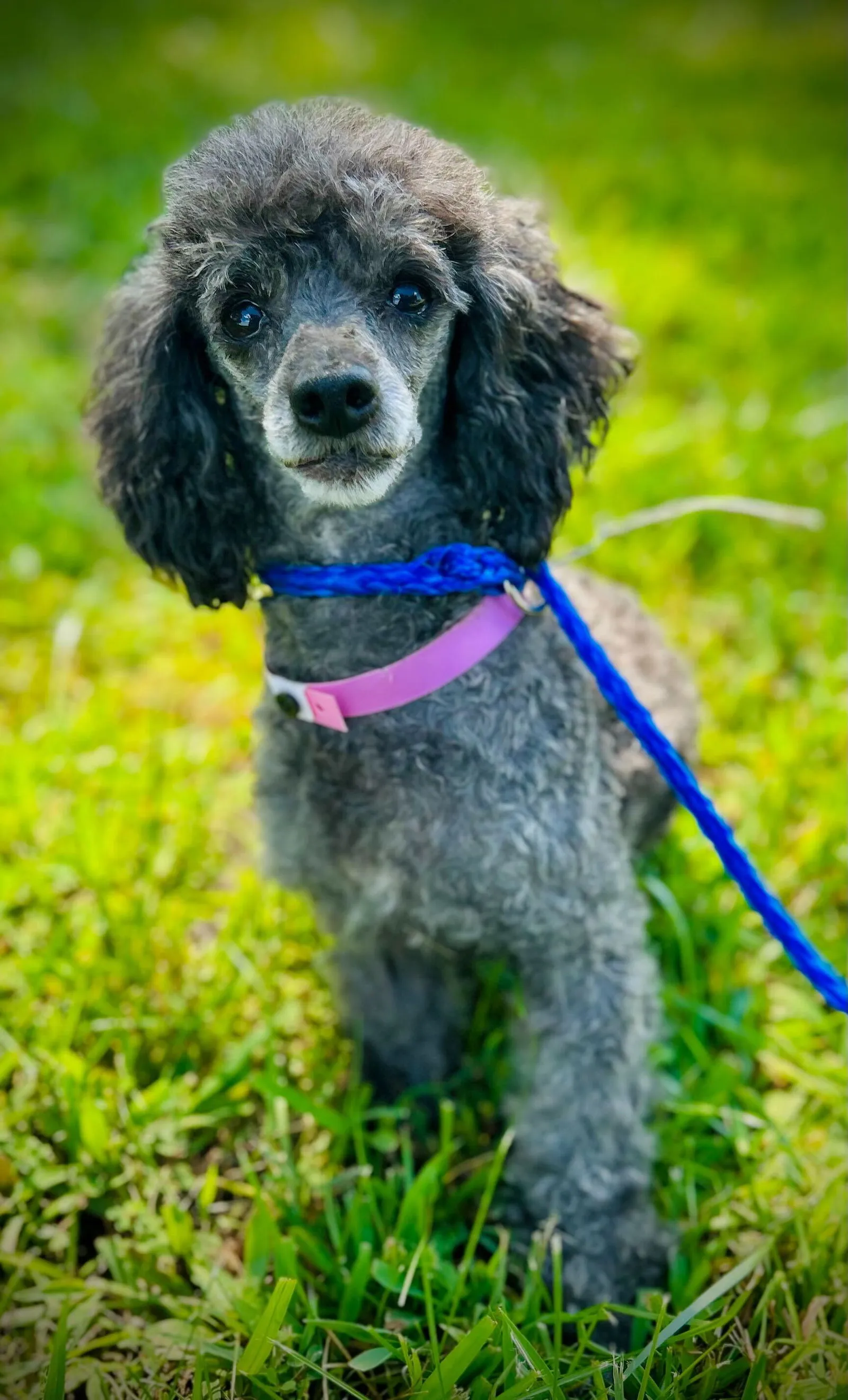 Debbie, a sweet Toy Poodle with soulful eyes