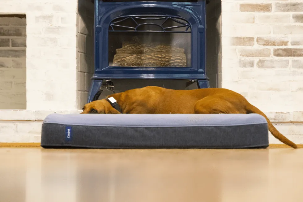 Deep bolsters on the Casper dog bed providing a snug and supportive resting place for a dog