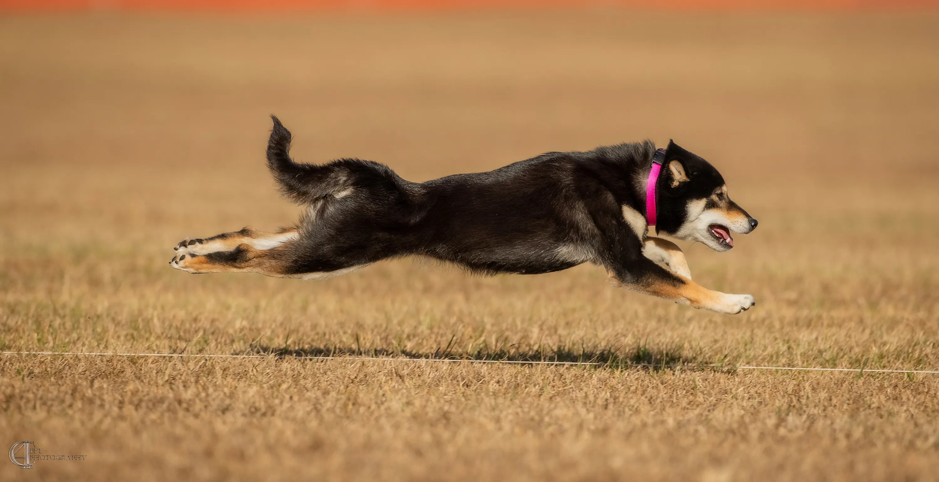 Delilah, a 2-year-old black and tan Shiba Inu, displaying her coat color with tan face markings.