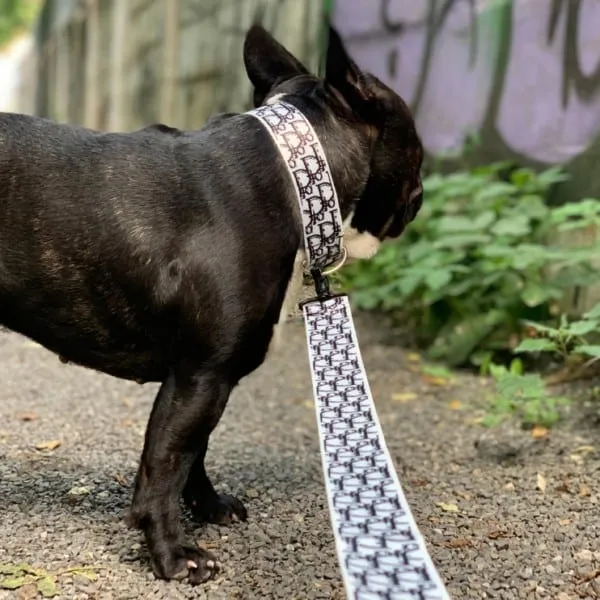 Designer dog collar and leash set in use on a stylish dog