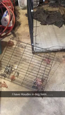 Destroyed wire crate front door torn off from dog with caption "I have a Houdini in dog form"