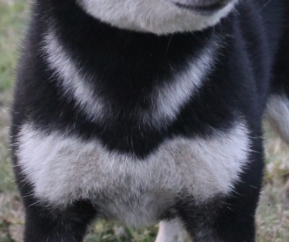 Detailed close-up of a black and tan Shiba Inu's chest, showing clear urajiro pattern.