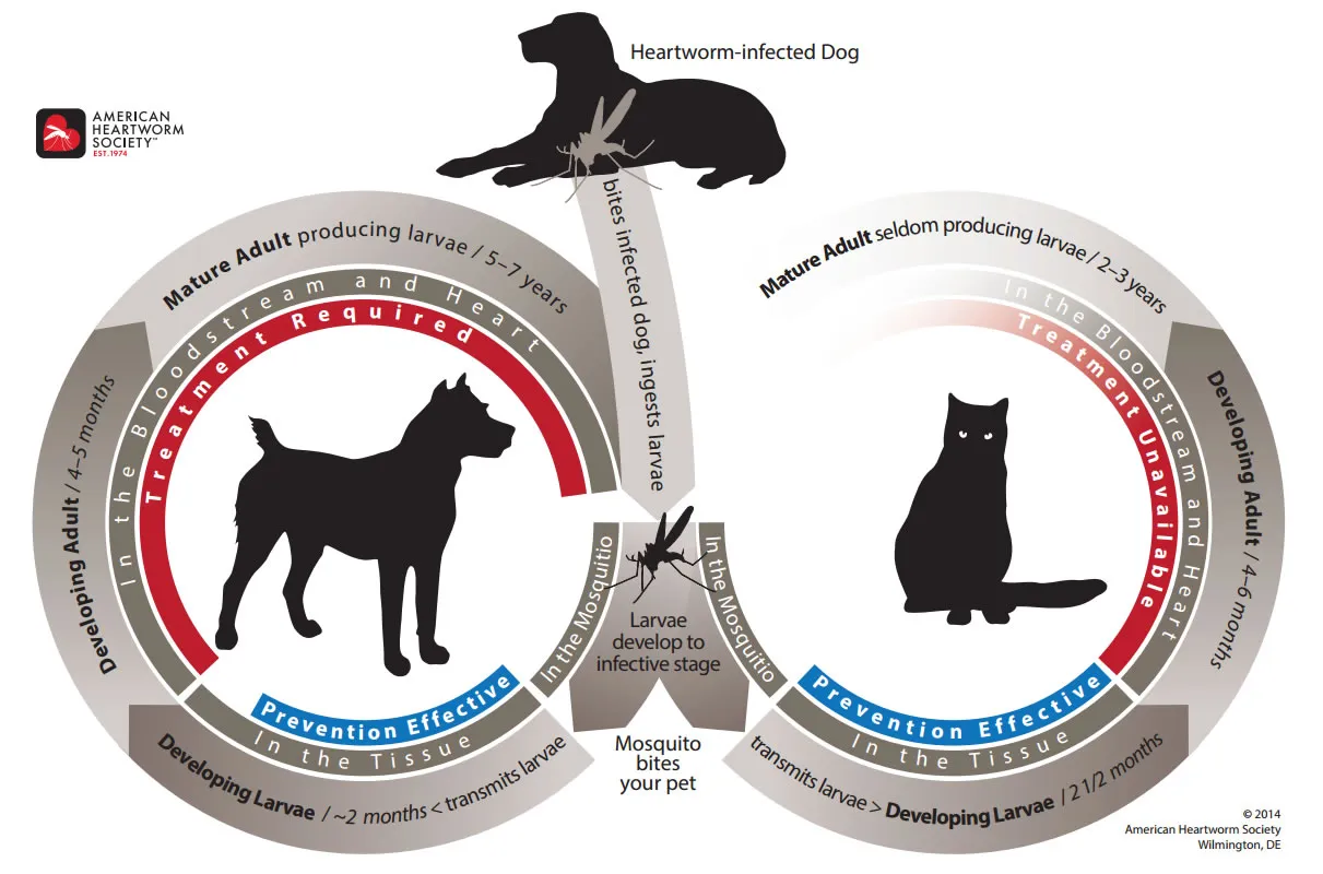 Detailed life cycle diagram of heartworms showing transmission stages