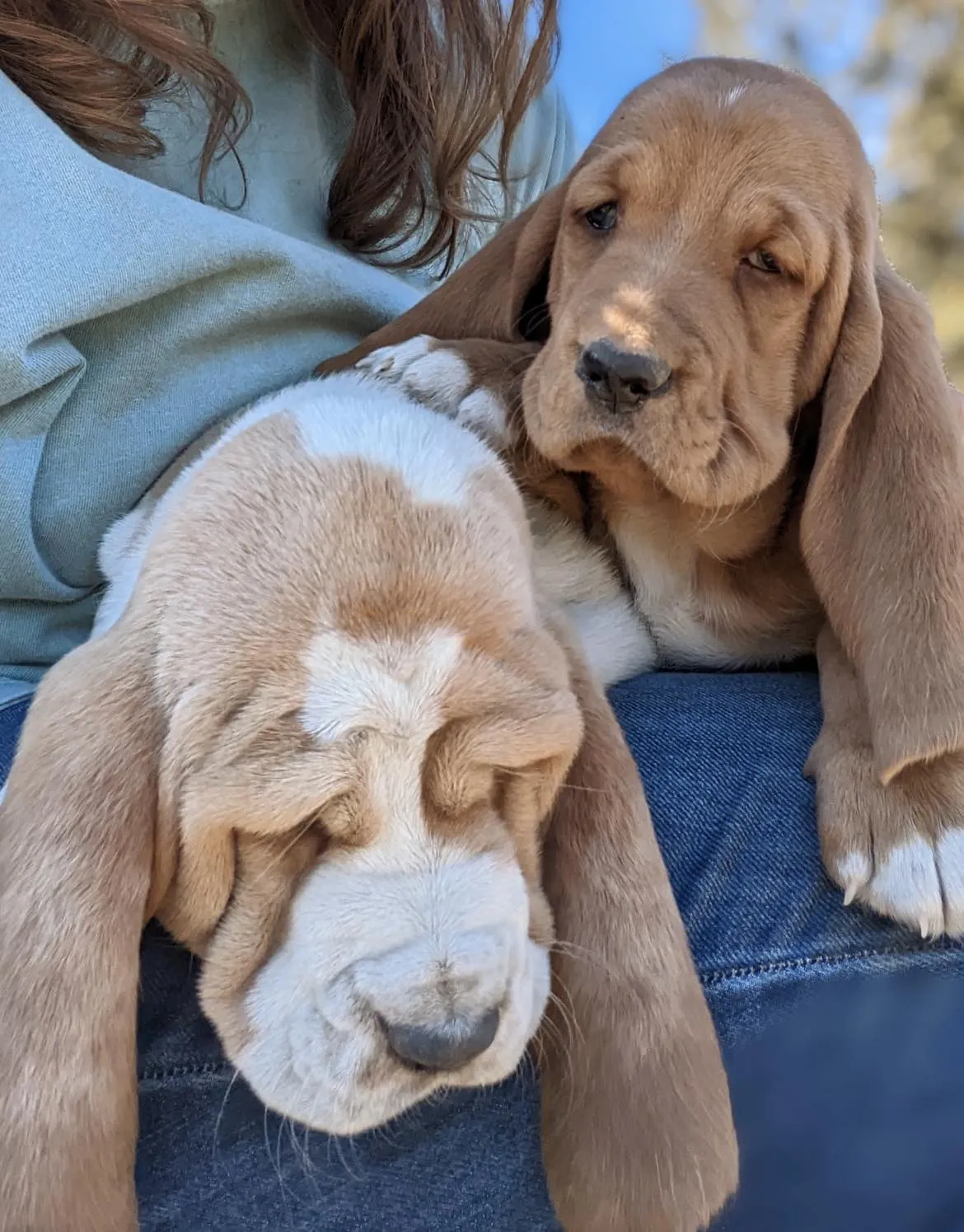 Detailed shot of basset hound puppy features