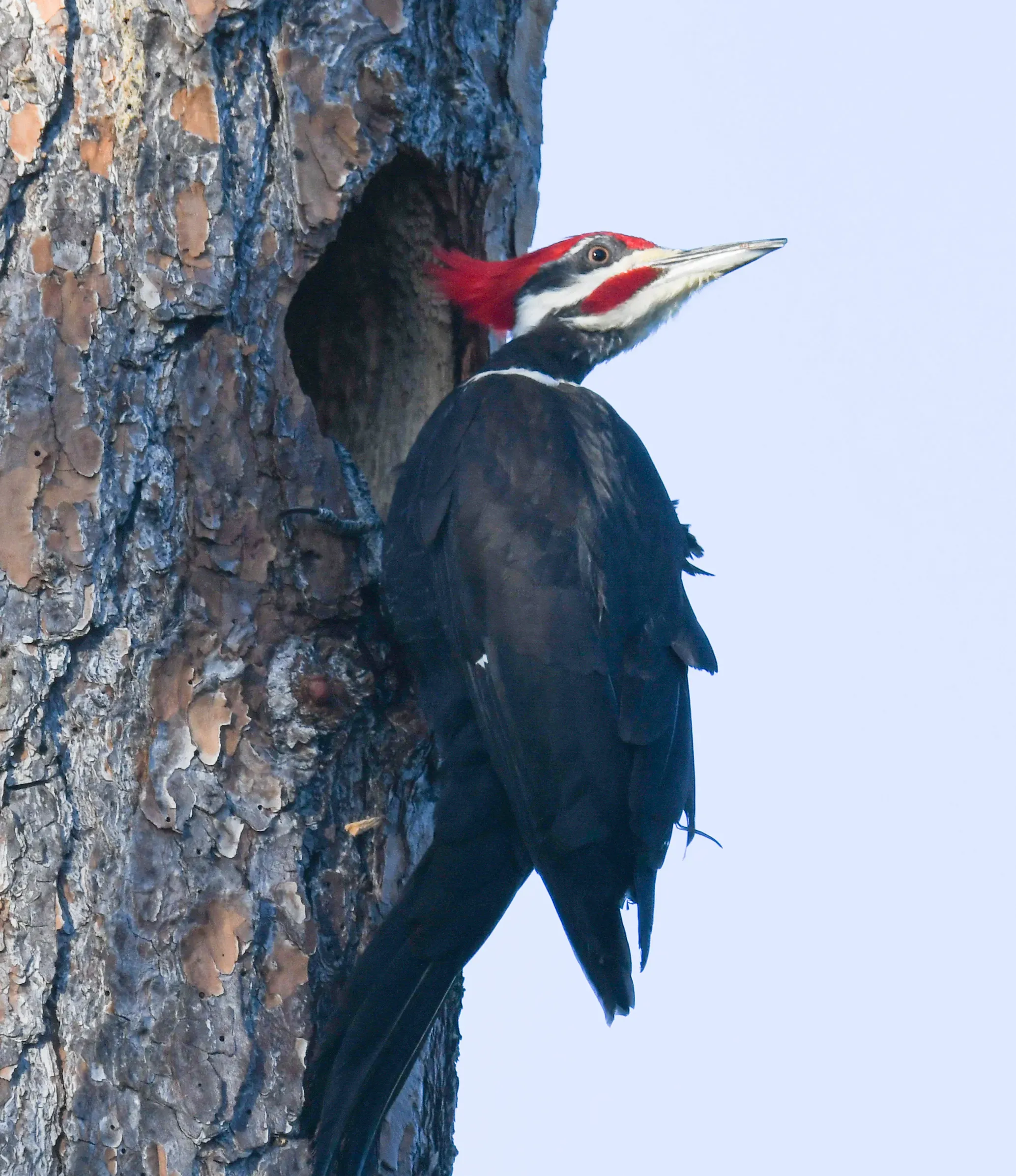 Detailed shot of Pileated Woodpecker's red crest and work