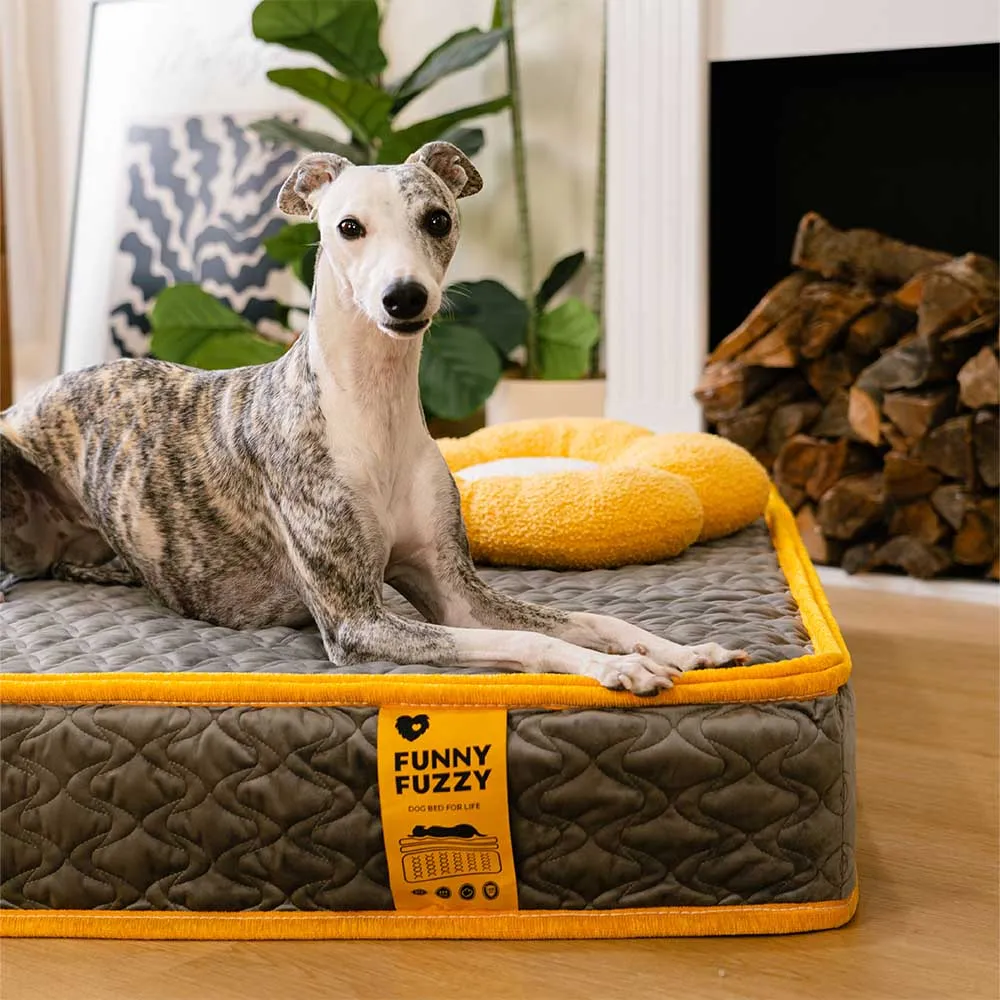Detailed view of the layered construction of a human-grade dog bed, showing memory foam and innerspring coils