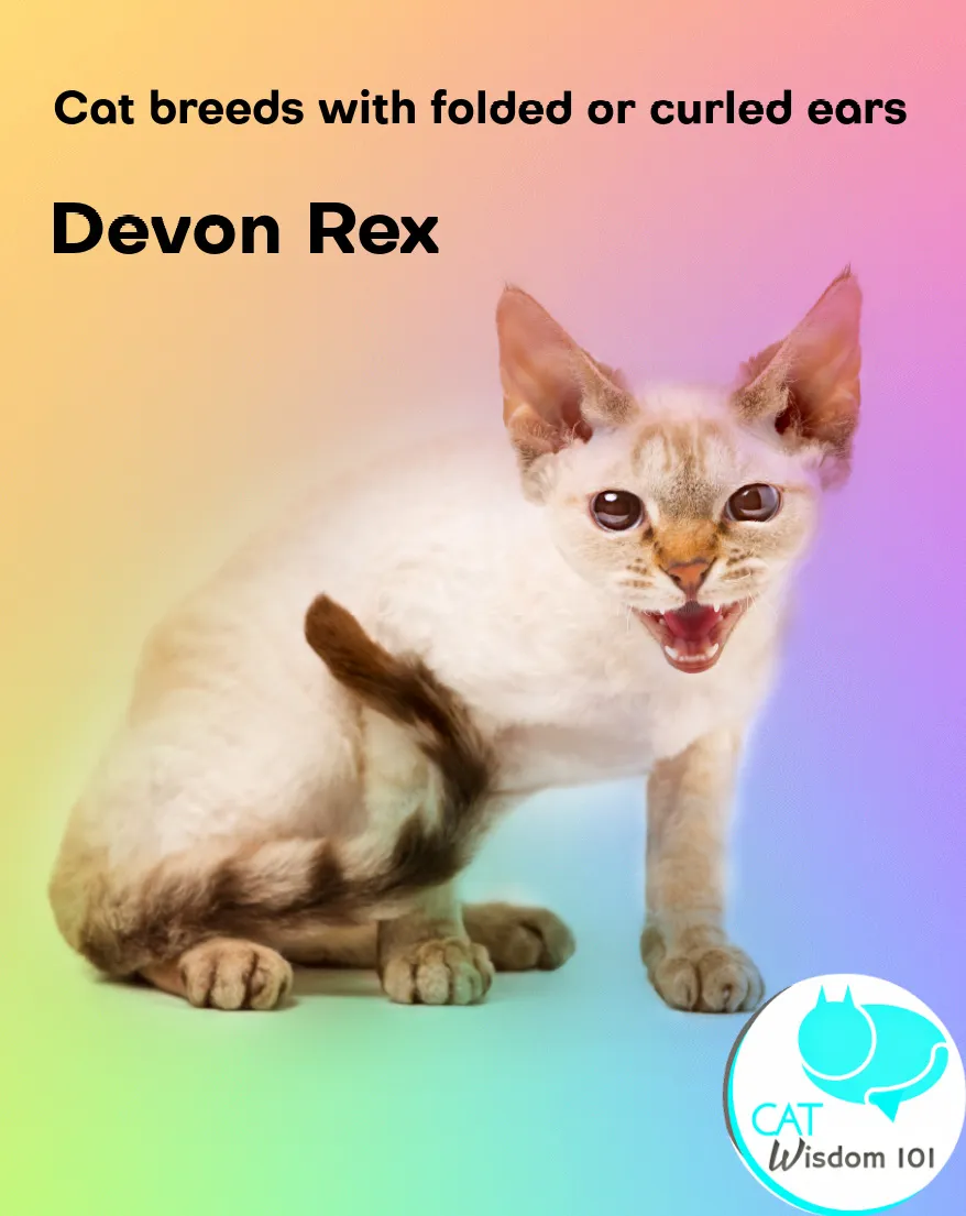 Devon Rex cat breed