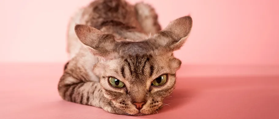 Devon Rex cat with curly fur and large ears