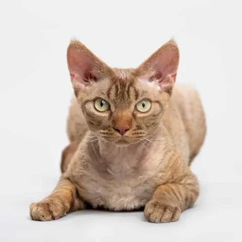 Devon Rex cat with large ears and short curly hair