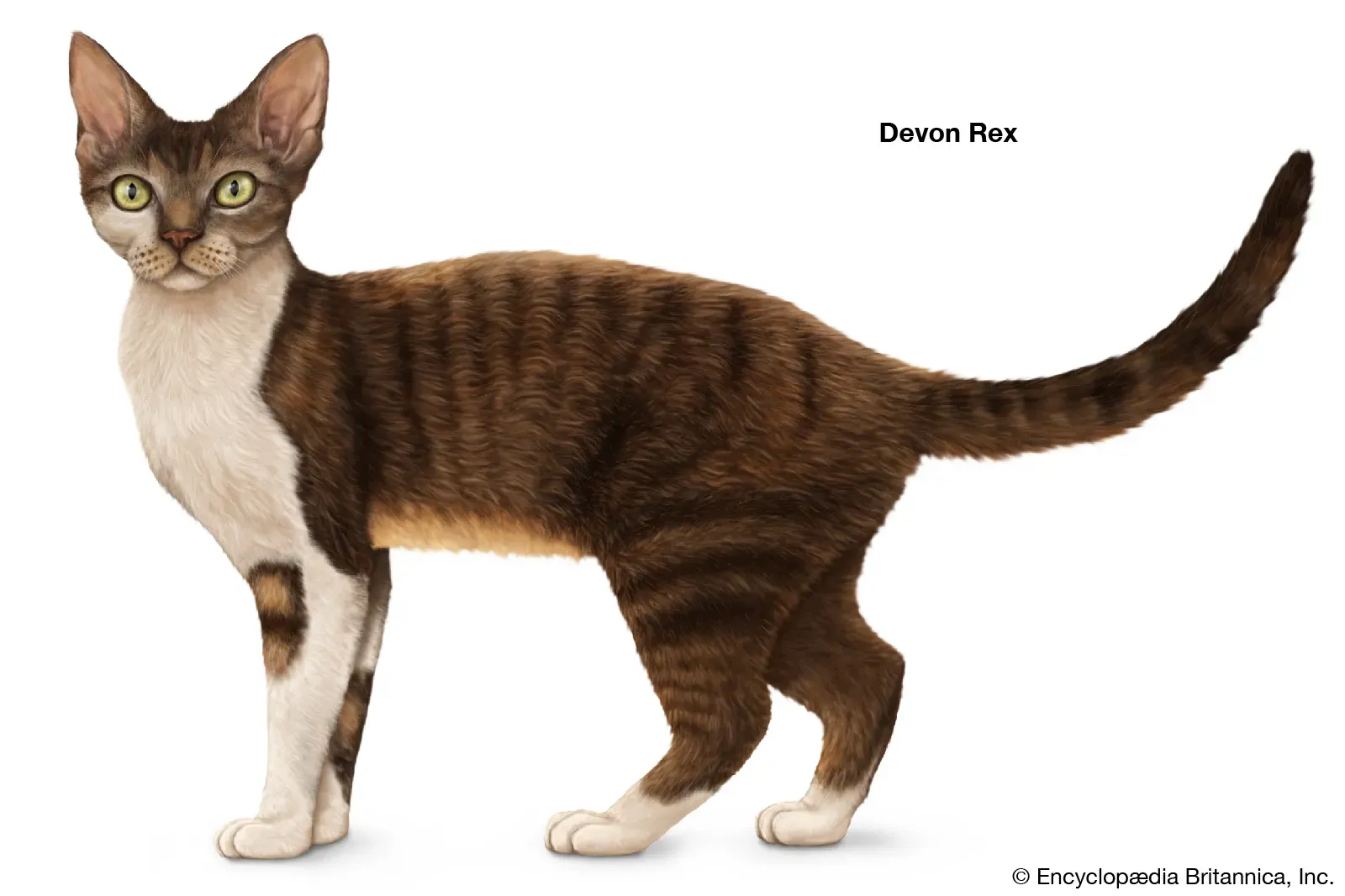 Devon Rex poodle-like cat